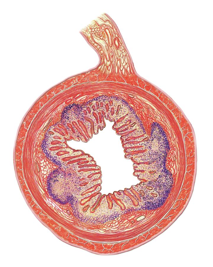 Large Intestine Photograph By Asklepios Medical Atlas