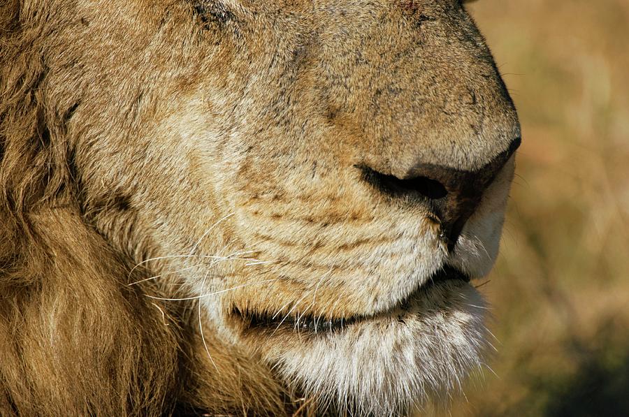 Lion Photograph By Dr P Marazzi Science Photo Library Fine Art America