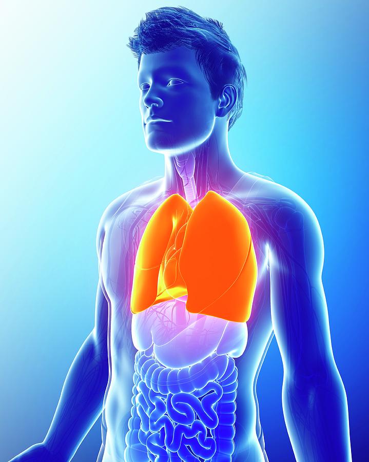 Male Lungs Photograph By Pixologicstudio Science Photo Library