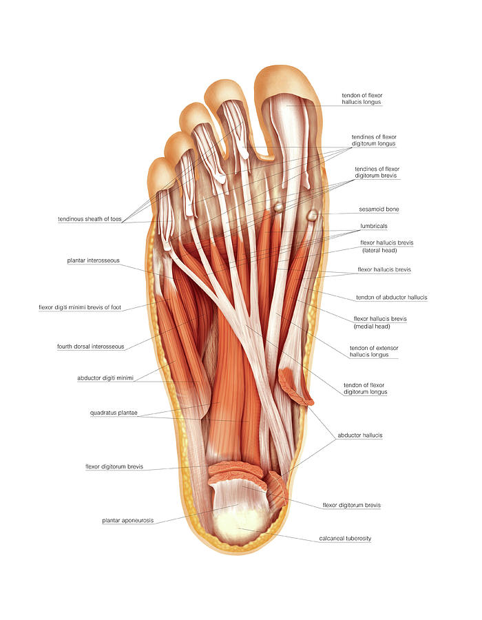 Muscles Of The Foot Photograph By Asklepios Medical Atlas Fine Art America