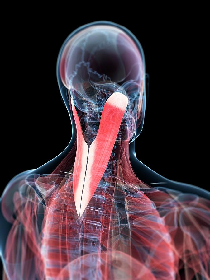 Neck Muscles Photograph By Sciepro Science Photo Library Fine Art America