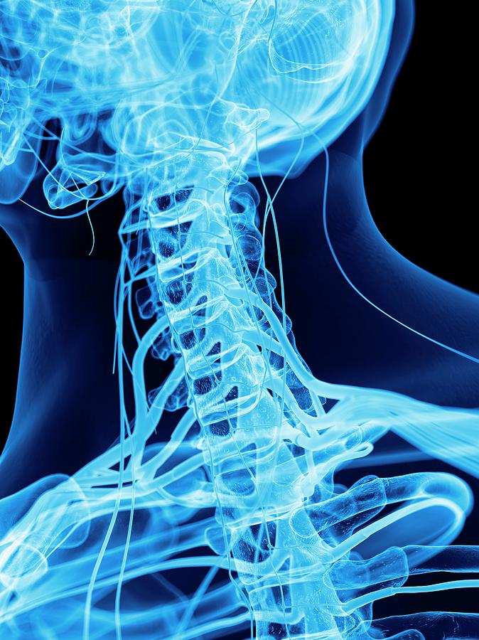 Nervous System Of Neck Photograph By Sebastian Kaulitzki Science Photo Library Pixels