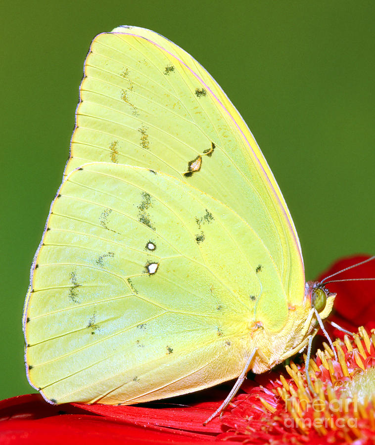 Orange Barred Sulfur Butterfly Photograph By Millard H Sharp Fine