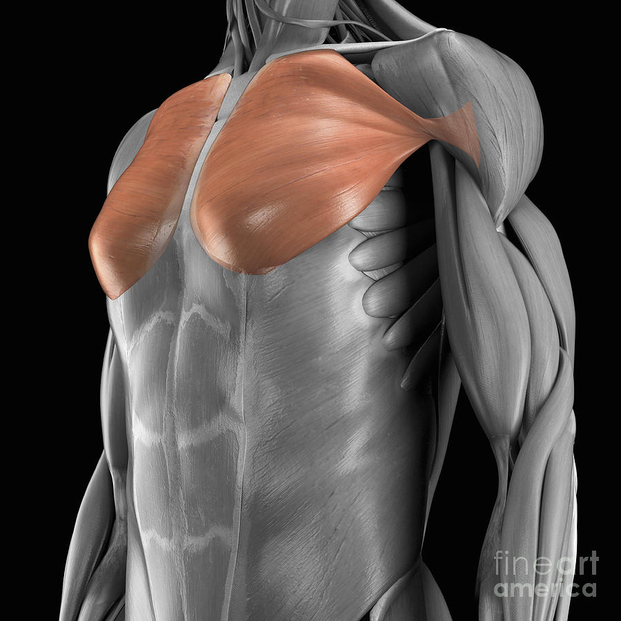 Pectoralis Major Muscles 2 By Science Picture Co