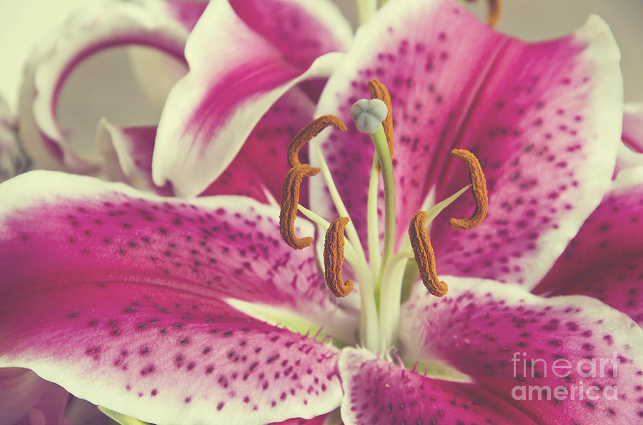 Pink Daylily Photograph By Jim And Emily Bush Fine Art America