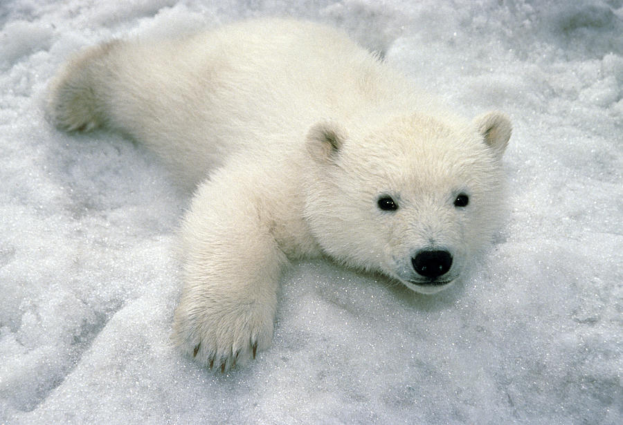 2-polar-bear-cub-playing-in-snow-alaska-