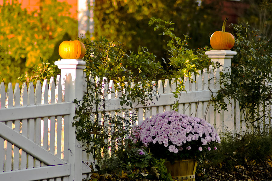 2 Pumpkins On A Fence Photograph By Dennis Coates Pixels