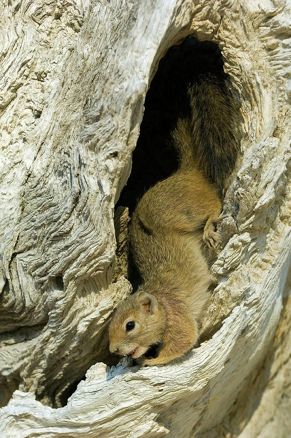 Smith S Bush Squirrel Photograph By Tony Camacho Science Photo Library