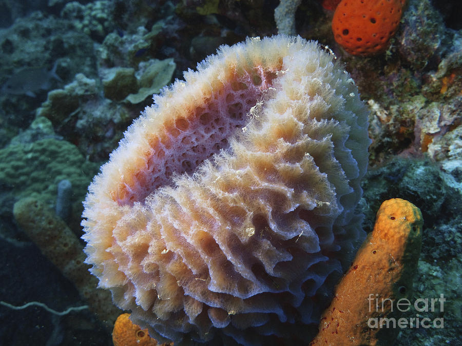 Sponge Underwater by V Devolder