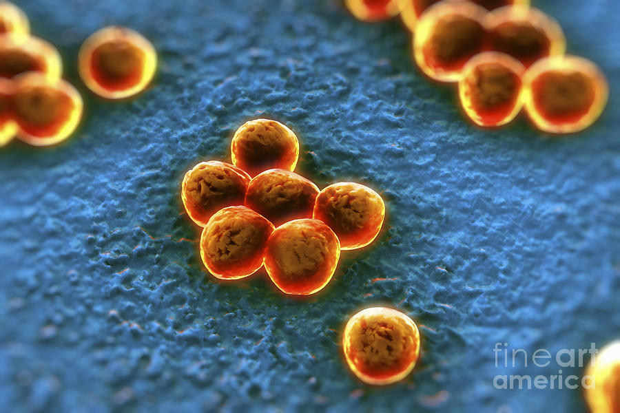 Superbug Mrsa Photograph By Science Picture Co