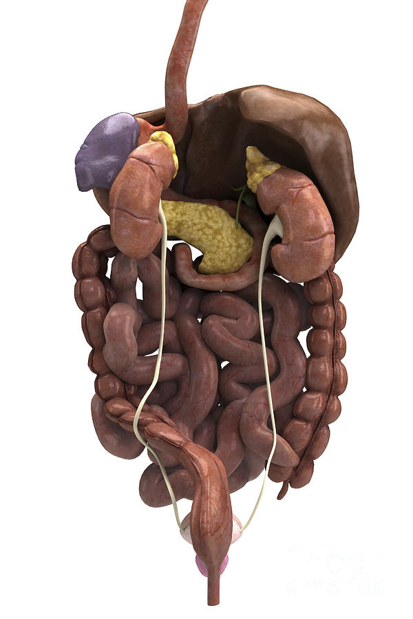 The Digestive System With Kidneys Photograph by Science Picture Co