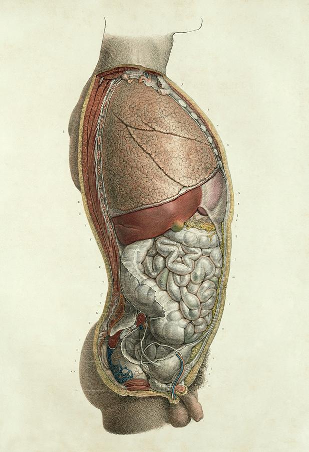 Thorax And Abdomen Photograph By Science Photo Library