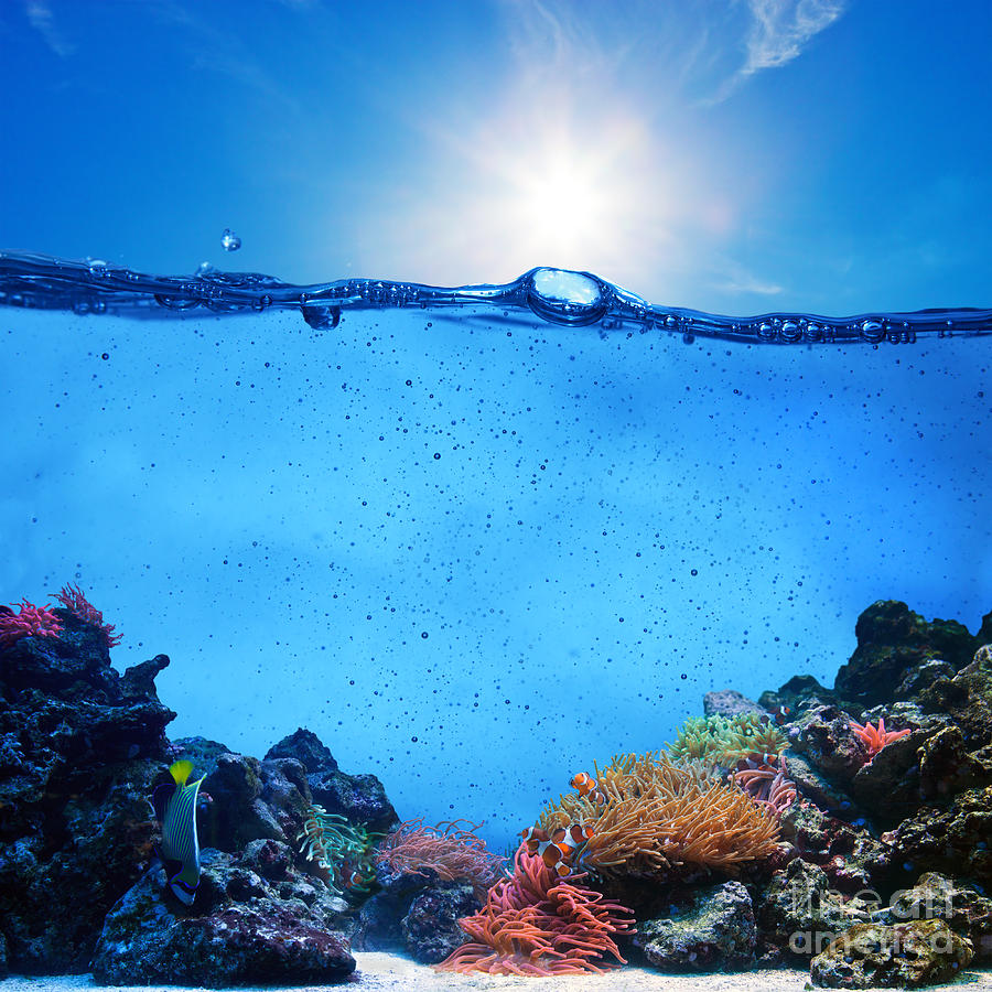 underwater-scene-photograph-by-michal-bednarek