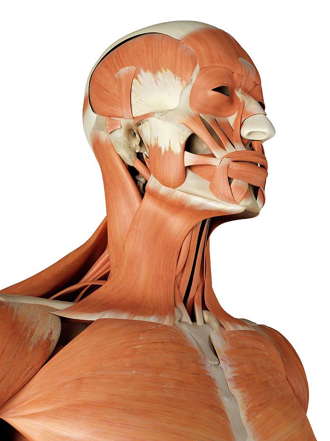 Human Facial Muscles Photograph By Sciepro Fine Art America