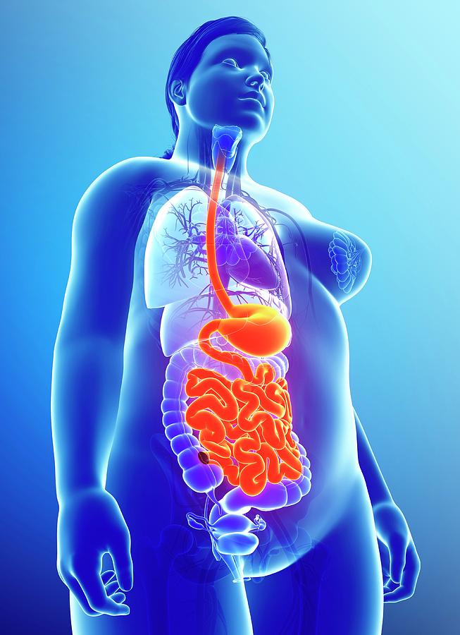 Female Digestive System Photograph By Pixologicstudio Science Photo