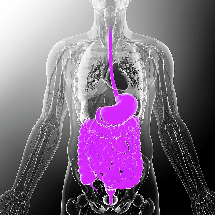 Human Digestive System Photograph By Pixologicstudio