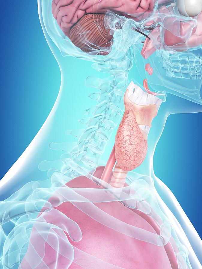 Human Internal Organs Photograph By Sciepro