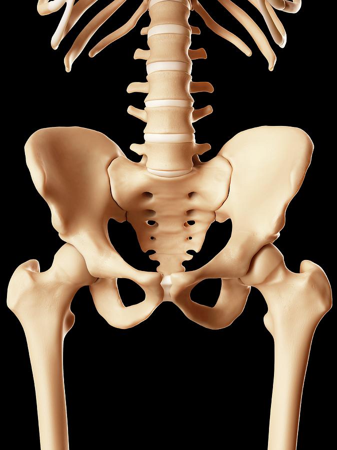 Human Pelvis Bones Photograph By Sciepro Fine Art America