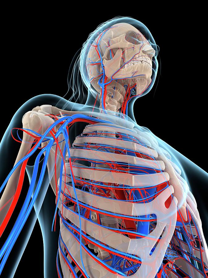 Female Vascular System Photograph By Sciepro Science Photo Library