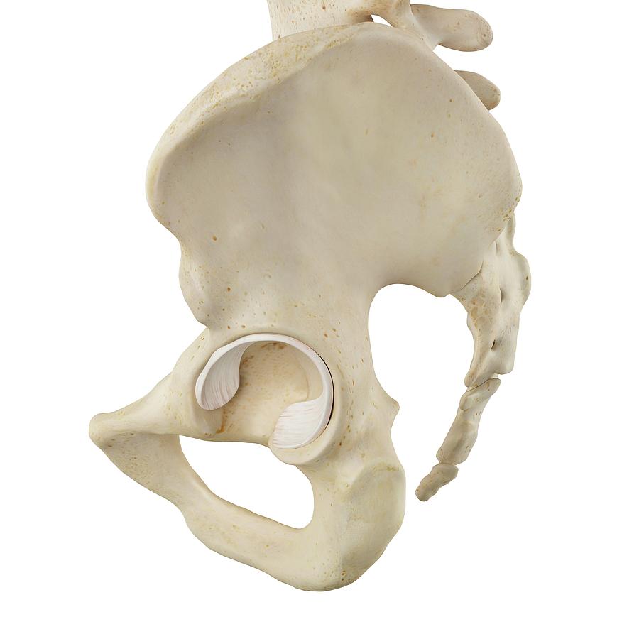 Human Pelvis Bones Photograph By Sciepro