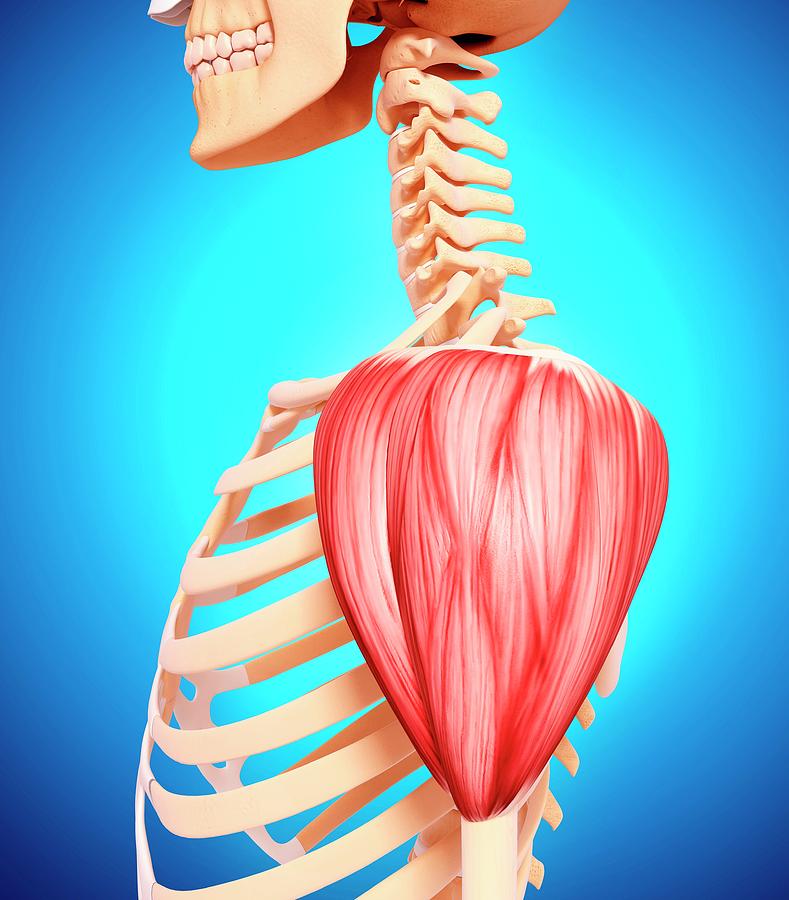 Human Shoulder Musculature Photograph By Pixologicstudio Science Photo