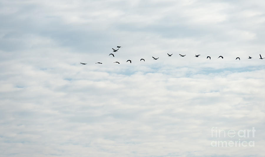  - 25-flock-of-flying-birds-jan-marijs