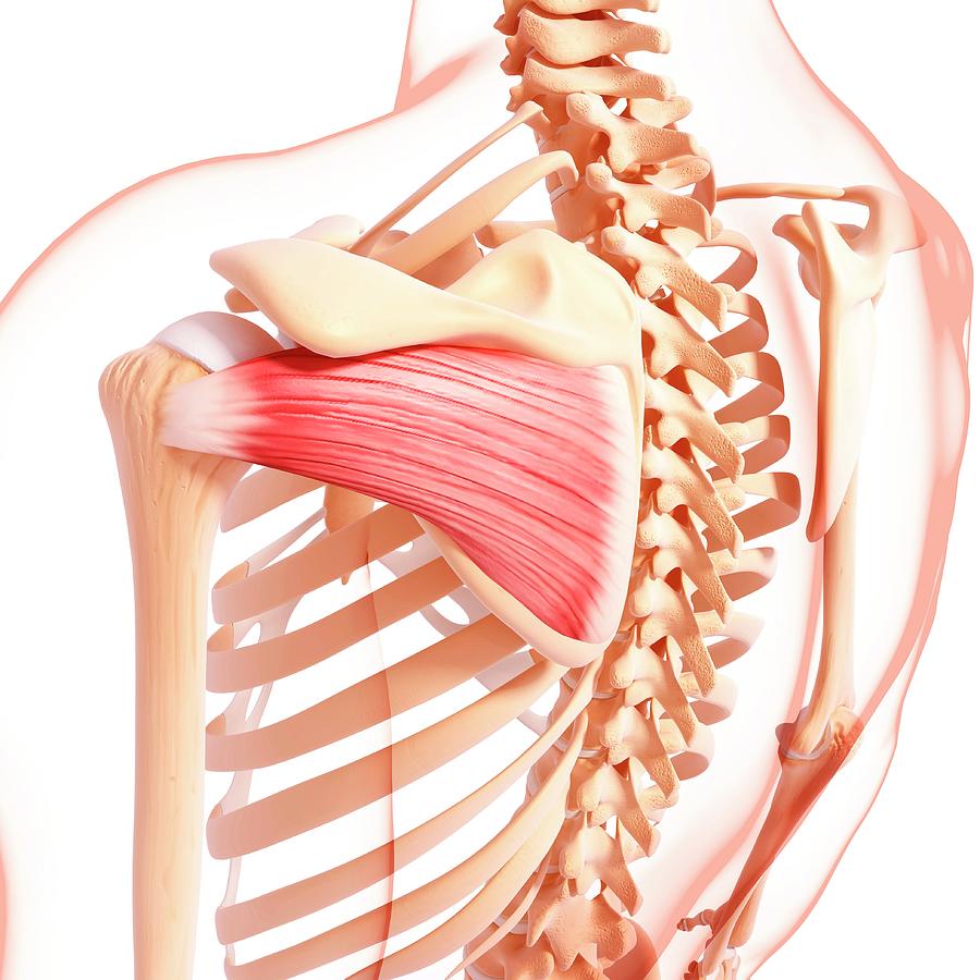 Human Shoulder Musculature Photograph By Pixologicstudio Science Photo