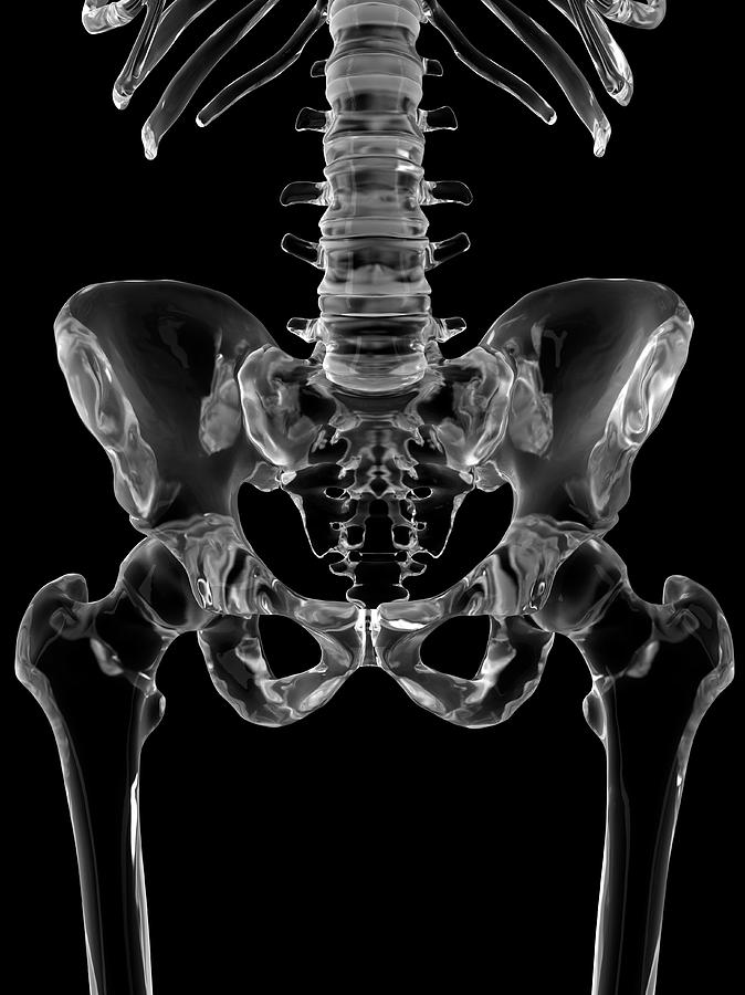 Human Pelvis Bones Photograph By Sciepro Fine Art America