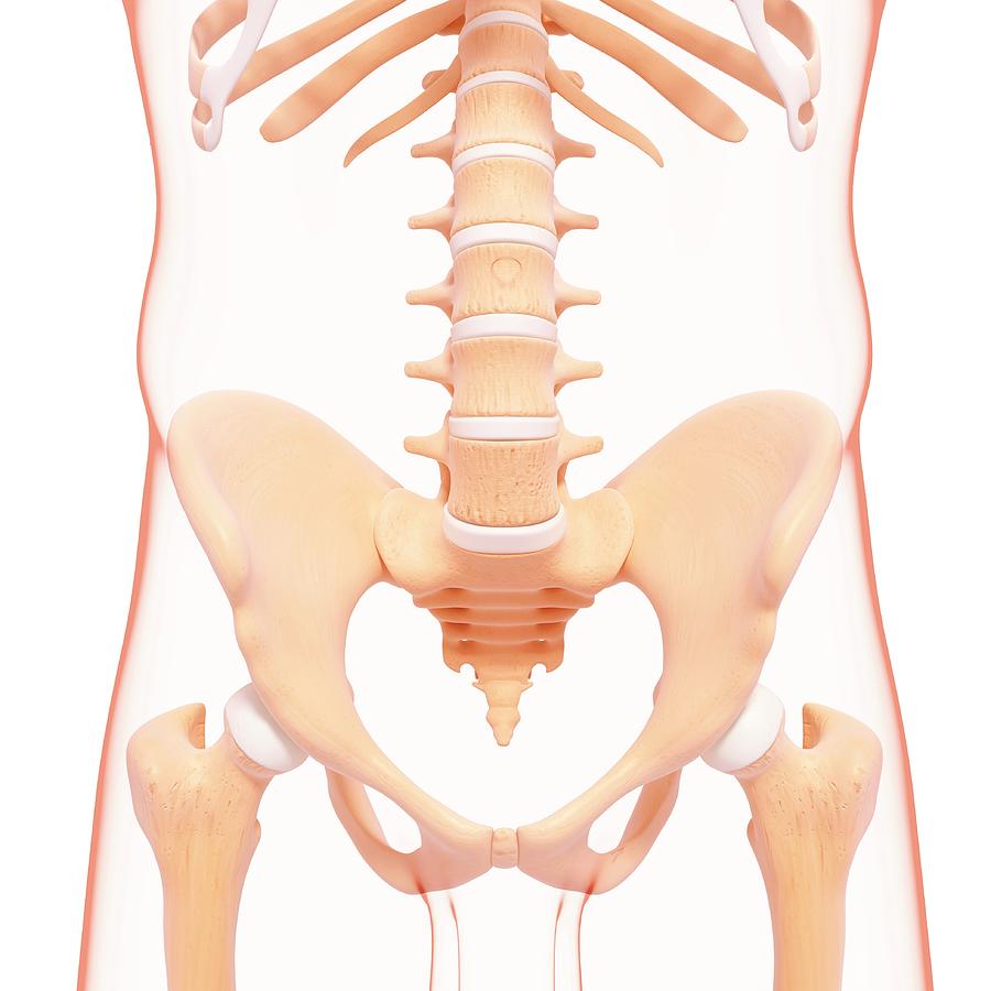 Male Pelvic Bones Photograph By Pixologicstudio Science Photo Library Fine Art America