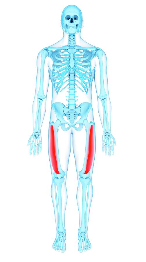 Thigh Muscles Photograph By Sebastian Kaulitzki Science Photo Library