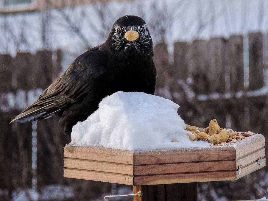 american crow by bradley gross american crow photograph american crow by bradley gross american crow photograph