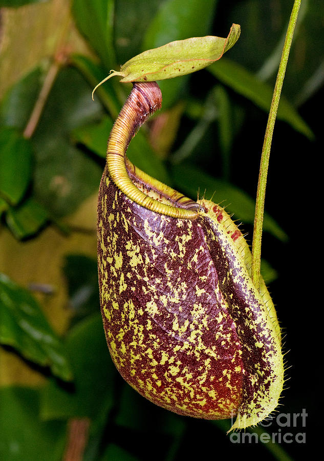 Asian Pitcher Plant Photograph by Millard H. Sharp