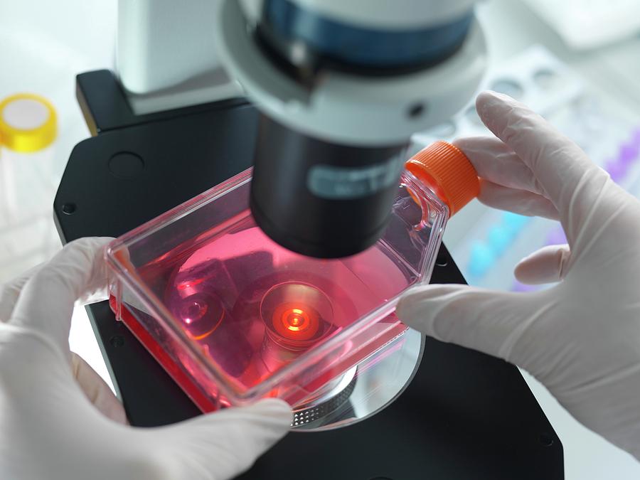 Stem cell research essay introduction