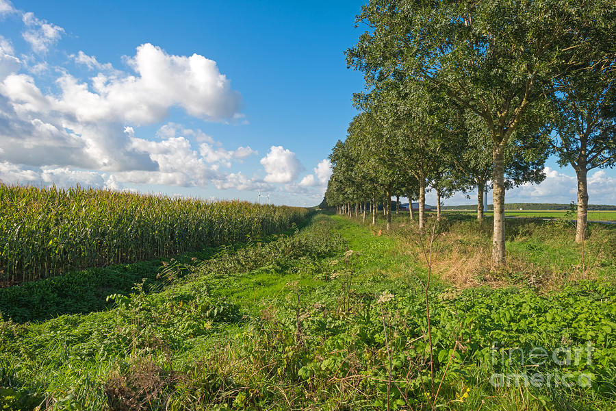  - 3-corn-growing-on-a-field-in-autumn-jan-marijs