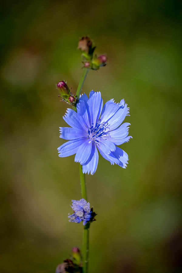 Flower Photograph by Michael Brooks