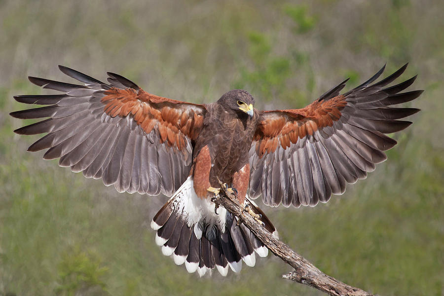 Harris S Hawk Parabuteo Unicinctus Photograph By Larry Ditto Fine