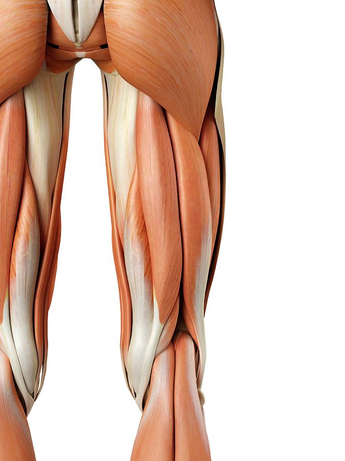 Human Buttock Muscles Photograph By Sciepro Pixels