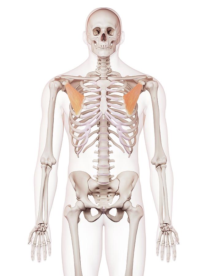 Human Chest Muscles Photograph By Sebastian Kaulitzki Science Photo