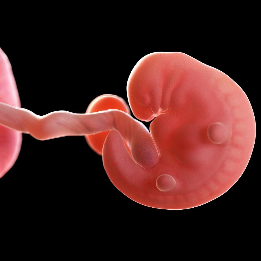 Human Foetus Age Weeks Photograph By Sciepro Science Photo Library