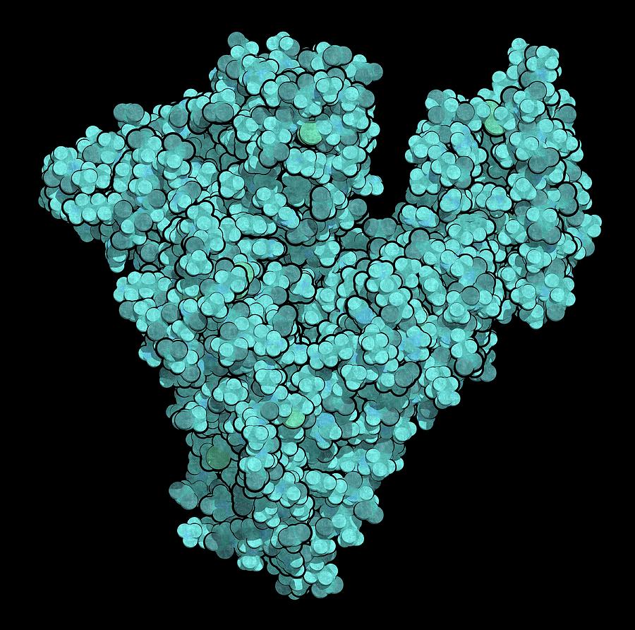 Human Serum Albumin Molecule Photograph By Molekuul Science Photo