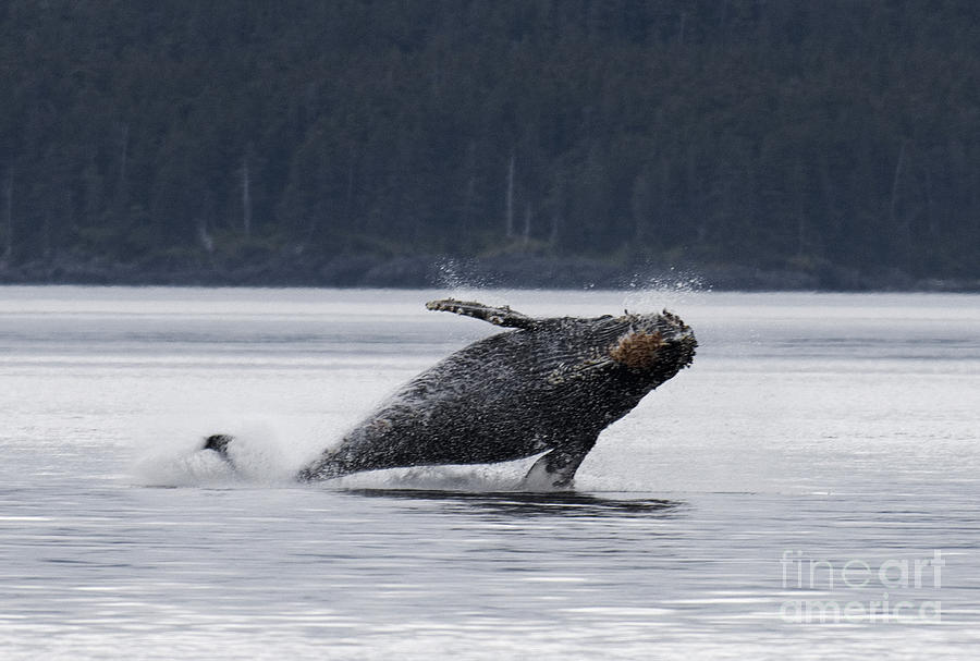 Humpback Whale Photograph By Ron Sanford Fine Art America