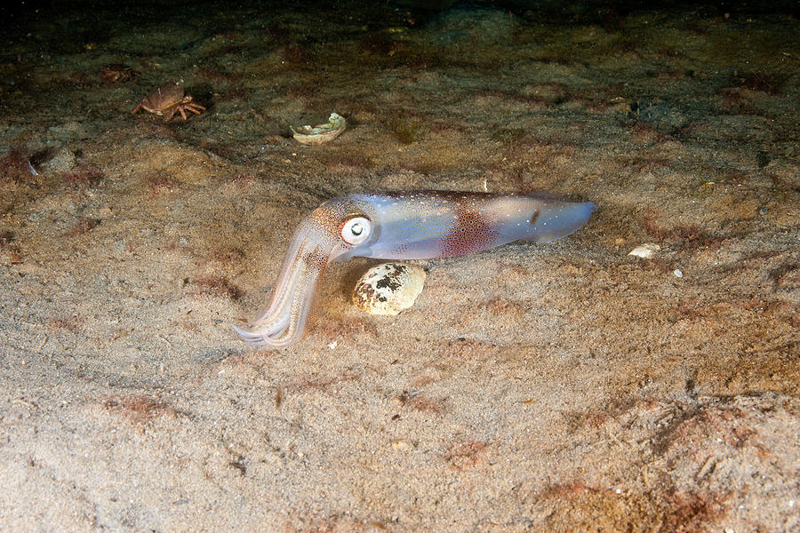 Longfin Inshore Squid Photograph By Andrew J Martinez Fine Art America