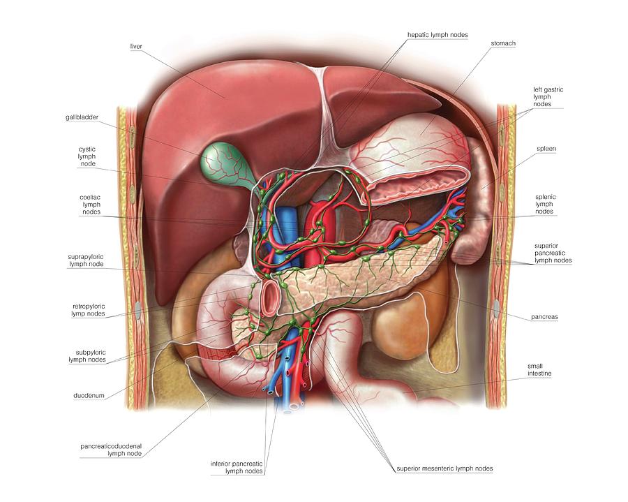 Lymphoid System Of The Abdomen Photograph By Asklepios Medical Atlas