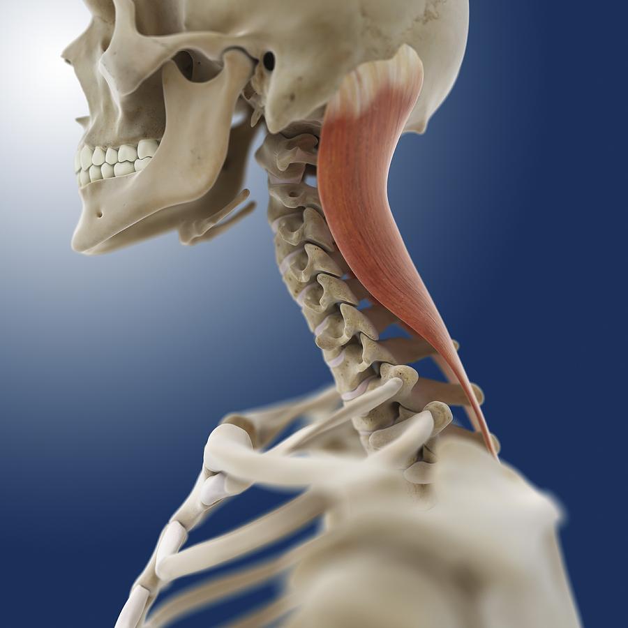 Neck Muscle Artwork Photograph By Science Photo Library