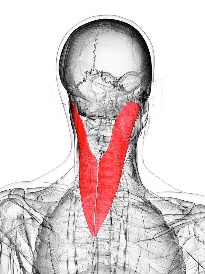 Neck Muscle Photograph By Sciepro Science Photo Library