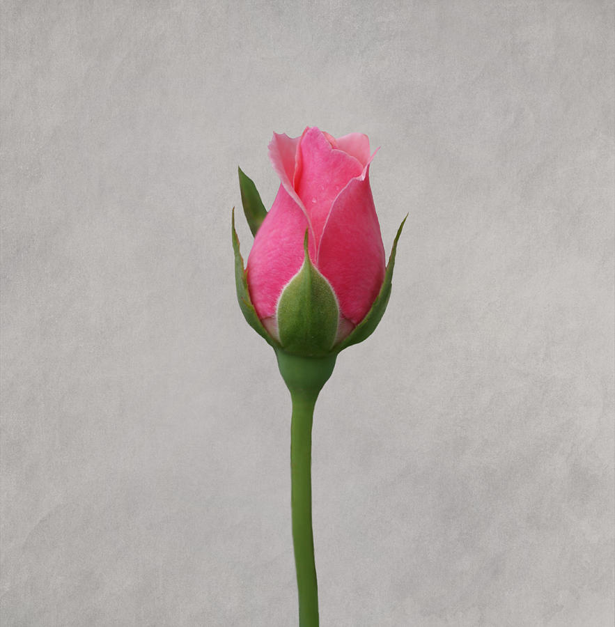 Pink Rosebud Photograph By Sandy Keeton