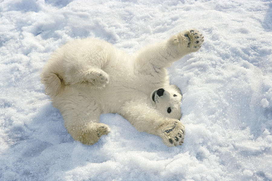 Polar Bear Cub Playing In Snow Alaska Photograph by Mark Newman