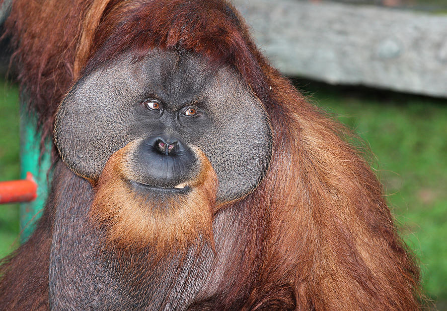 Portrait Of A Large Male Orangutan Photograph By Paul Fell