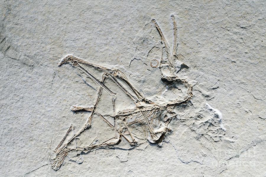 pterodactyl dinosaur fossil