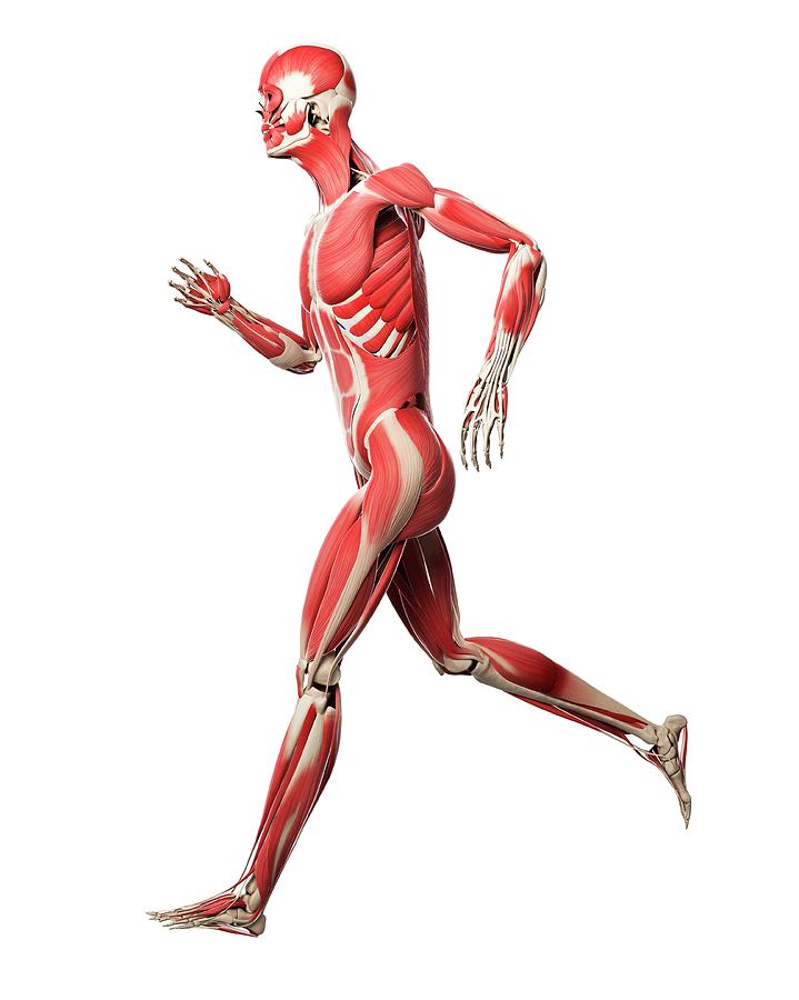 Runner Muscles By Sciepro Science Photo Library